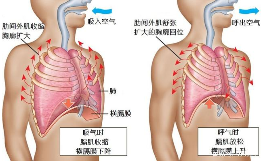 &#21326;&#20307;&#20250;&#20307;&#32946;&#45;&#21326;&#20307;&#20250;&#40;&#20013;&#22269;&#41;
